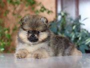 German spitz toy (pomeranian) puppy, male breed class FCI Cherepovets  Delivery from Cherepovets