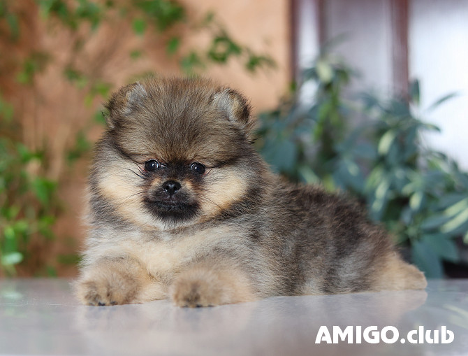 German spitz toy (pomeranian) puppy, male breed class FCI Cherepovets  Cherepovets - photo 1