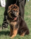 German shepherd dog long and harsh outer coat puppy, female show class FCI Zhukovka  Delivery from Zhukovka
