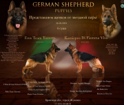 German shepherd dog long and harsh outer coat puppy, female show class FCI Zhukovka 