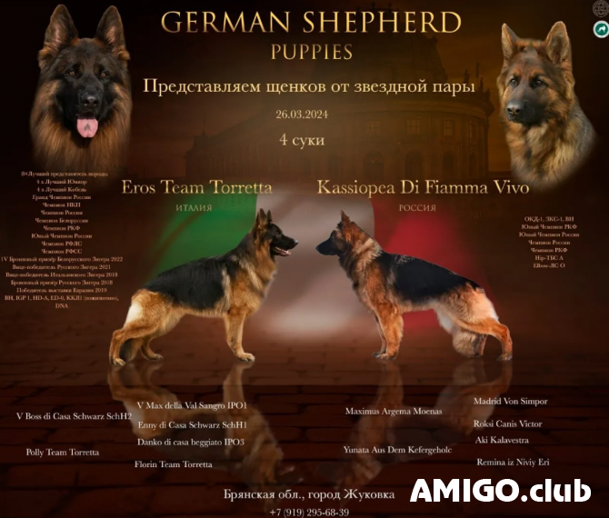 German shepherd dog long and harsh outer coat puppy, female show class FCI Zhukovka  Zhukovka - photo 1