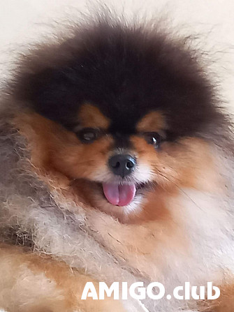 Saksanpystykorva pomeranian eli kääpiöpystykorva (zwergspitz) uros show class FCI parittelua varten Yekaterinburg  Yekaterinburg - изображение 1