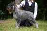 Mitelšnauceris pipirai ir druska šuniukas, patinas, moteris FCI Korolev  Korolev