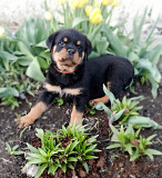 Rottweiler cachorro, masculino, mujer breed class FCI Chelyabinsk  Delivery from Chelyabinsk