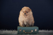 Spitz alemán juguete (pomerania) cachorro, masculino show class FCI Biysk  Delivery from Biysk