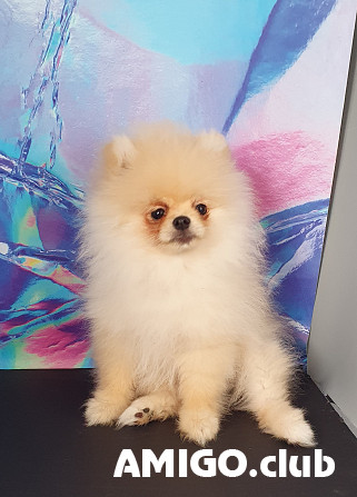 Saksanpystykorva pomeranian eli kääpiöpystykorva (zwer) pentu, uros breed class FCI Kaluga  Kaluga - изображение 1