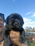 Labrador retriever puppy, male, female show class FCI Yekaterinburg  Delivery from Yekaterinburg