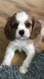 Cavalier king charles spaniel cachorro, masculino, mujer show class FCI Lyubertsy  Delivery from Lyubertsy