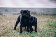 Pug puppy, female breed class FCI Ulan-Ude  Delivery from Ulan-Ude