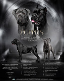 Cane corso cachorro, masculino breed class FCI Tol'yatti  Delivery from Tol'yatti