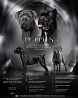 Cane corso pentu, uros breed class FCI Tol'yatti  доставка из г.Tol'yatti