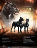 Italian cane corso puppy, male breed class FCI Tol'yatti  Delivery from Tol'yatti