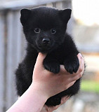 Schipperke puppy, male show class FCI Yaroslavl'  Yaroslavl'