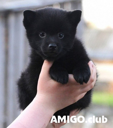 Schipperke puppy, male show class FCI Yaroslavl'  Yaroslavl' - photo 1