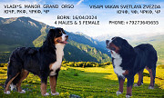 Bernese mountain dog puppy, male, female FCI Penza  Penza