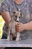 Whippet puppy, male, female show class FCI Shakhty  Delivery from Shakhty