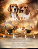 Beagle chiot, masculin, femme show class FCI Moscow  доставка из г.Moscow