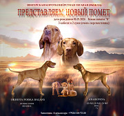 Kurzhaariger ungarischer vorstehhund (vizsla) hündchen, männlich, weiblich show class FCI Khabarovsk  Khabarovsk