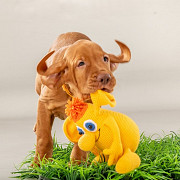 Hungarian short-haired pointer (vizsla) puppy, male, female breed class FCI Khabarovsk  Delivery from Khabarovsk