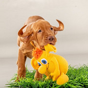 Braque hongrois a poil court (vizsla) chiot, masculin, femme breed class FCI Khabarovsk 