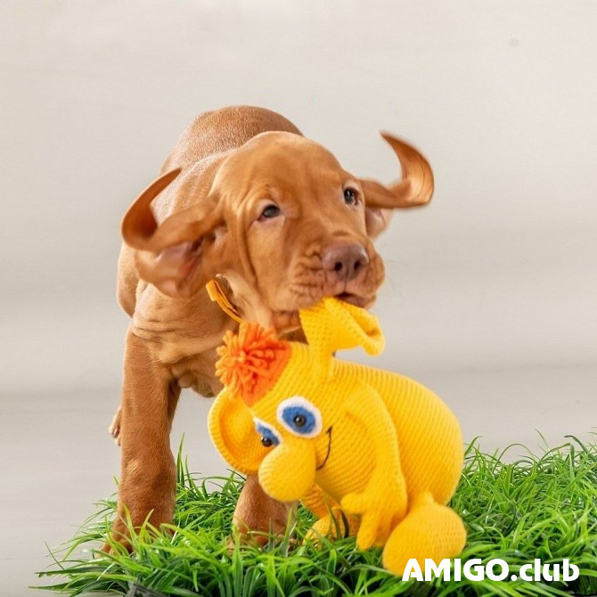 Hungarian short-haired pointer (vizsla) puppy, male, female breed class FCI Khabarovsk  Khabarovsk - photo 1