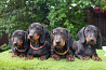 Dachshund standard smooth-haired puppy, male, female show class FCI Moscow  Delivery from Moscow