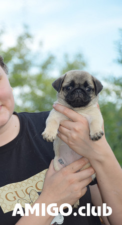 Mops kutsikas, mees, naissoost show class FCI Tomsk  Tomsk - изображение 1