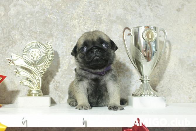 Pug puppy, male, female show class FCI Tomsk  Tomsk - photo 1
