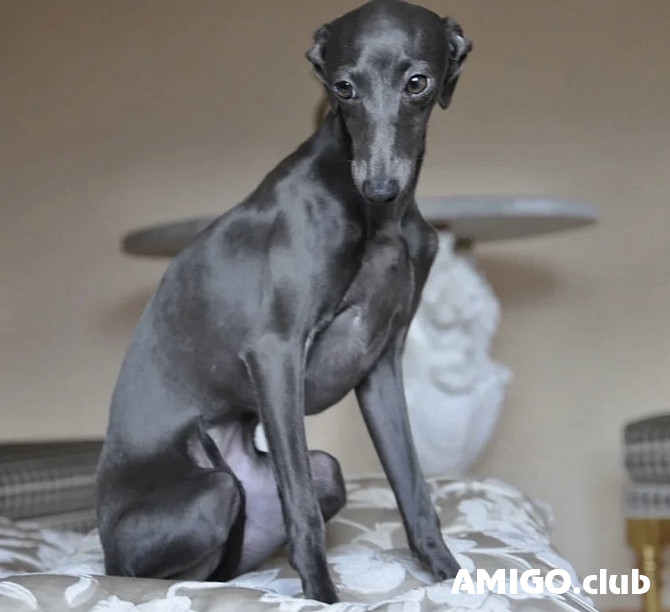 Sabueso italiano de pelo raso cachorro, masculino, mujer show class FCI Istanbul  Istanbul - photo 1