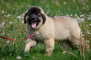 Leonberger kutsikas, mees show class FCI Moscow 