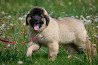 Leonberger puppy, male show class FCI Moscow  Moscow