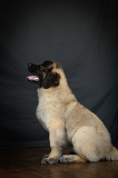 Leonberger puppy, female show class FCI Moscow 