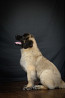 Leonberger puppy, female show class FCI Moscow  Moscow