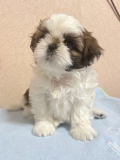 Shih tzu chiot, femme breed class FCI Moscow  доставка из г.Moscow