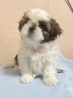 Shih tzu cachorro, mujer breed class FCI Moscow  Delivery from Moscow