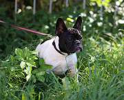 Französische bulldogge hündchen, weiblich show class FCI Ivanovo  доставка из г.Ivanovo