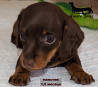 Dachshund rabbit smooth-haired puppy, male breed class UCI Moscow  Delivery from Moscow