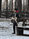 American staffordshire terrier masculino  FCI para aparearse Novosibirsk  Novosibirsk