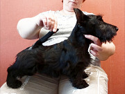 Scottish terrier puppy, male show class FCI Moscow  Moscow