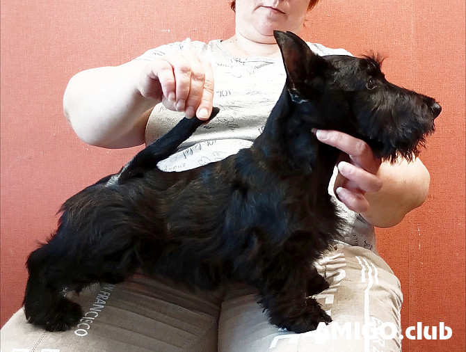 Scottish terrier puppy, male show class FCI Moscow  Moscow - photo 1