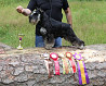 Schnauzer miniatura cachorro, masculino, mujer show class FCI Serpukhov  Delivery from Serpukhov