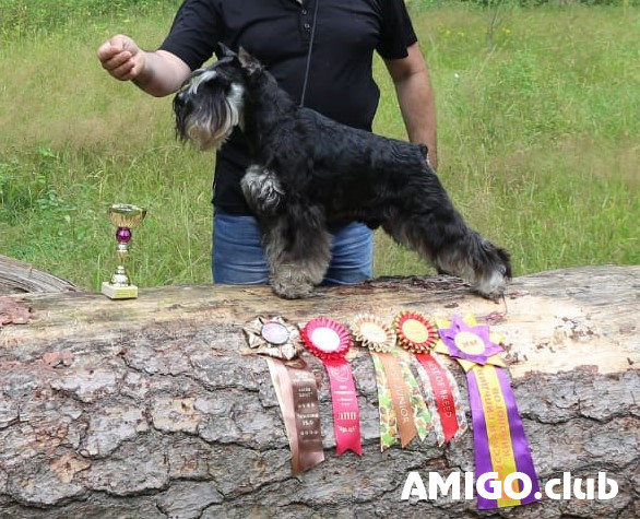 Мініатюрний шнауцер щеня, пёс, сука шоу-клас FCI Серпухов  Серпухов - зображення 1
