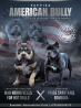 American pit bull terrier chiot, masculin, femme show class AKC Irkutsk  доставка из г.Irkutsk