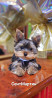 Yorkshire terrier puppy, male show class FCI Blagoveshchensk  Delivery from Blagoveshchensk