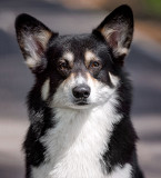 Welsh corgi pembroke male  FCI for mating Moscow  Moscow