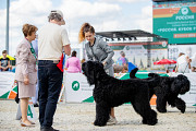 Russian black terrier male show class FCI for mating Moscow  Moscow