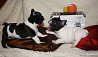 French bulldog puppy, male, female breed class FCI Moscow  Delivery from Moscow