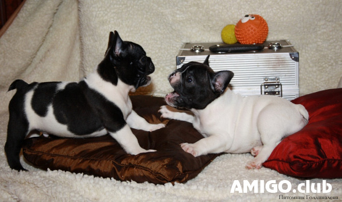 French bulldog puppy, male, female breed class FCI Moscow  Moscow - photo 1