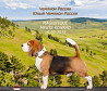 Beagle male show class FCI for mating Moscow  Moscow