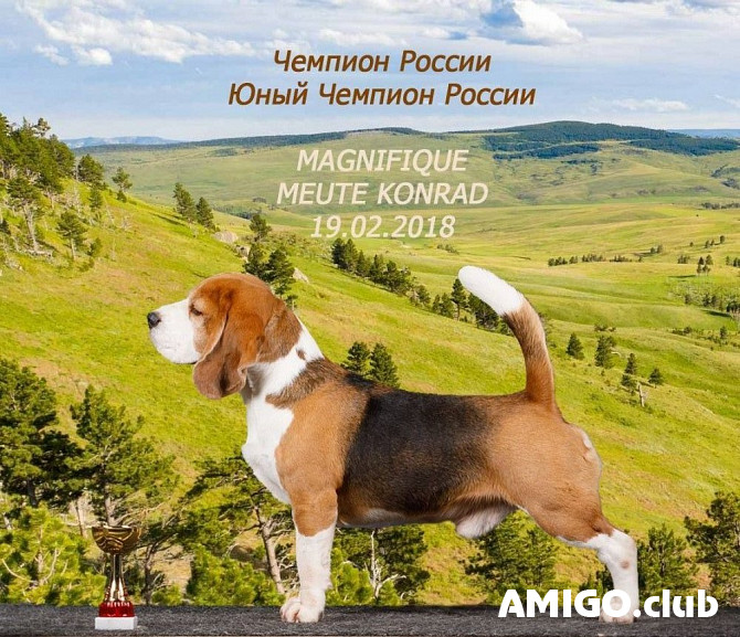 Beagle masculin show class FCI pour l'accouplement Moscow  Moscow - изображение 1